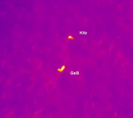 Land- und forstwirstschaftliche Fragestellungen
