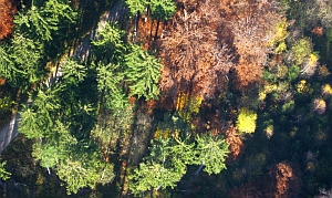 Vegetationsentwicklung